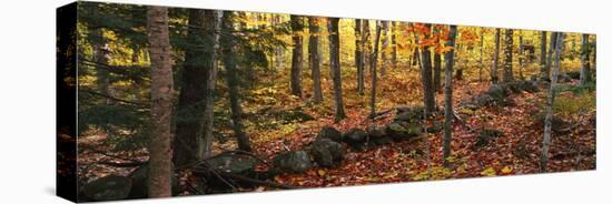 Trees in a forest during autumn, Hope, Knox County, Maine, USA-Panoramic Images-Premier Image Canvas
