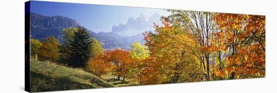 Trees in a Forest, Geisler Mountain Group, Dolomites, Italy-null-Premier Image Canvas