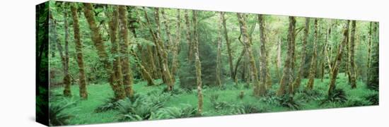 Trees in a Forest, Hoh Rain Forest, Olympic National Park, Washington State, USA-null-Premier Image Canvas