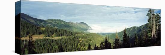 Trees in a Forest, Hurricane Ridge, Olympic National Park, Washington State, USA-null-Premier Image Canvas