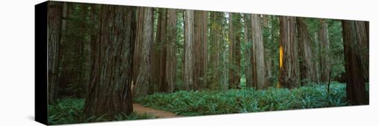 Trees in a Forest, Jedediah Smith Redwoods State Park, California, USA-null-Stretched Canvas