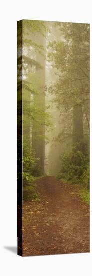 Trees in a Forest, Redwood National Park, California, USA-null-Premier Image Canvas