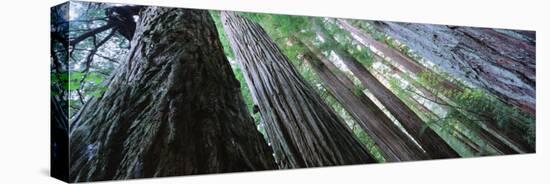 Trees in a Forest, Redwood National Park, California, USA-null-Premier Image Canvas