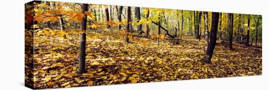 Trees in a forest, University of Wisconsin Arboretum, Madison, Dane County, Wisconsin, USA-null-Premier Image Canvas