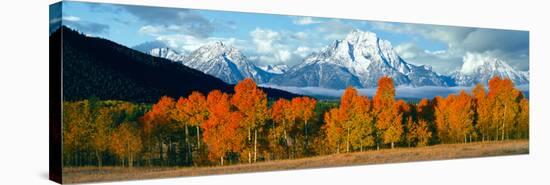 Trees in a Forest with Snowcapped Mountain Range in the Background, Teton Range, Oxbow Bend-null-Premier Image Canvas