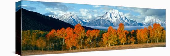 Trees in a Forest with Snowcapped Mountain Range in the Background, Teton Range, Oxbow Bend-null-Premier Image Canvas