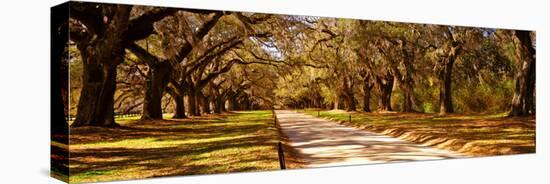 Trees in a Garden, Boone Hall Plantation, Mount Pleasant, Charleston, South Carolina, USA-null-Premier Image Canvas