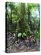 Trees in a Rainforest, Costa Rica-null-Premier Image Canvas