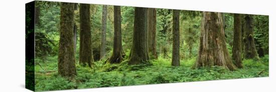 Trees in a Rainforest, Hoh Rainforest, Olympic National Park, Washington, USA-null-Premier Image Canvas