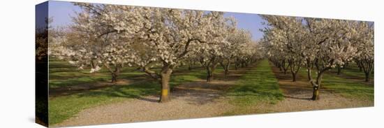 Trees in a Row, Almond Tree, Sacramento, California, USA-null-Premier Image Canvas