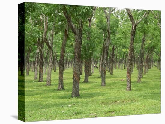 Trees in a Rubber Plantation at Vung Tau, Vietnam, Indochina, Southeast Asia-Tim Hall-Premier Image Canvas