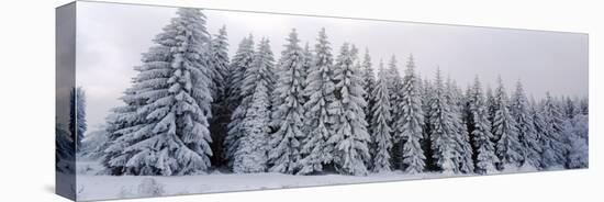 Trees in a snow covered forest, Schwarzwalder Hochwald, Germany-Panoramic Images-Premier Image Canvas