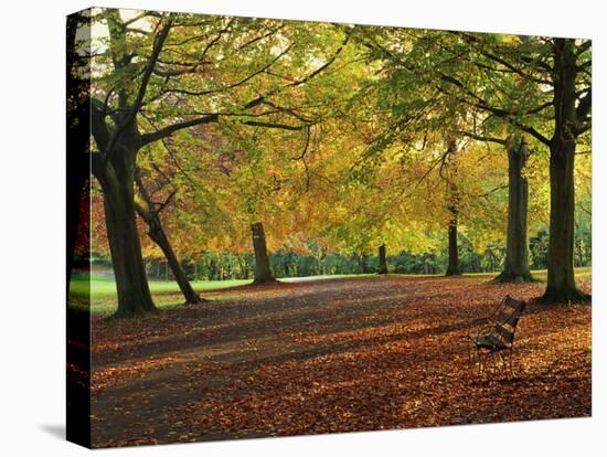 Trees in Autumn Colours and Park Bench Beside a Path at Clifton, Bristol, England, United Kingdom-Julia Bayne-Premier Image Canvas