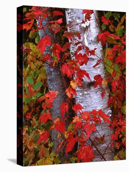 Trees in Autumn, White Mountains, New Hampshire, USA-Dennis Flaherty-Premier Image Canvas