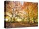 Trees in Autumn-Robert Llewellyn-Premier Image Canvas