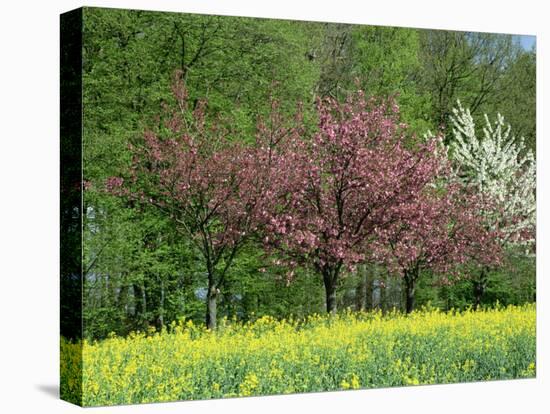 Trees in Blossom in Farmland in the Seine Valley, Eure, Basse Normandie, France, Europe-David Hughes-Premier Image Canvas