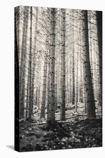Trees in Dark and Spooky Forest. Wilderness with No People-Coverzoo-Premier Image Canvas