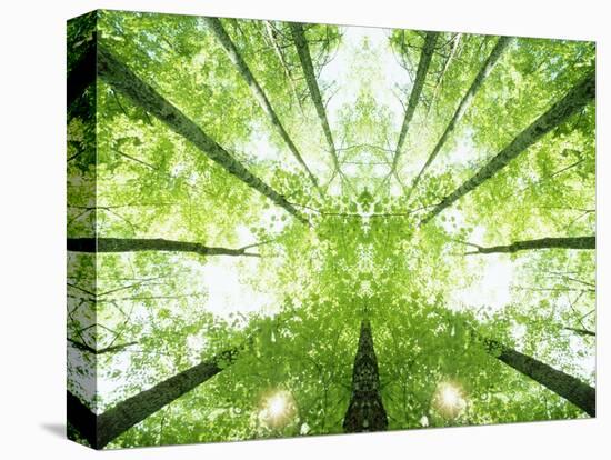 Trees in Forest Ascending-Robert Llewellyn-Premier Image Canvas