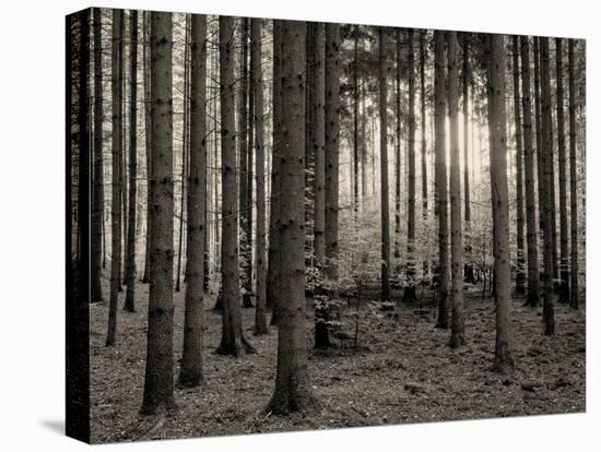 Trees in forest in autumn, Horb am Neckar, Baden-Wurttemberg, Germany-Panoramic Images-Premier Image Canvas