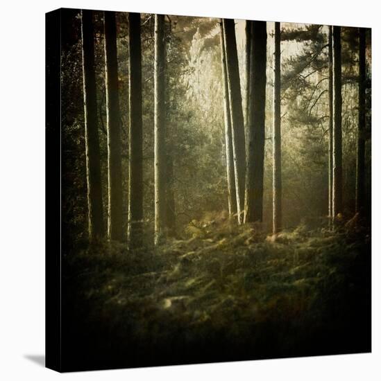 Trees in Mist at Dawn-David Baker-Premier Image Canvas