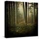 Trees in Mist at Dawn-David Baker-Premier Image Canvas