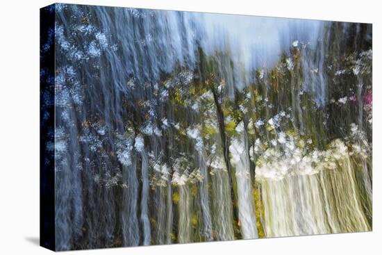 Trees in motion-Heidi Westum-Premier Image Canvas