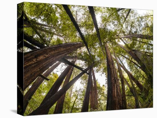 Trees in Mt. Tamalpais State Park, Adjacent to Muir Woods National Monument in California-Carlo Acenas-Premier Image Canvas