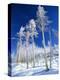 Trees in Snow-Terry Eggers-Premier Image Canvas