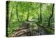 Trees in Spring Leaf Provide Canopy over Hiking Path with Puddle Reflections, Millers Dale-Eleanor Scriven-Premier Image Canvas