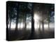 Trees in the Autumn Mist in Richmond Park-Alex Saberi-Premier Image Canvas