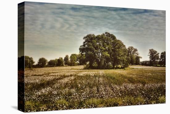 Trees in the Cotton Field-Jai Johnson-Premier Image Canvas