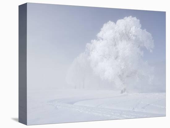 Trees in the Wintry Kochelsee, Tolzer Country, Bavaria, Germany-Rainer Mirau-Premier Image Canvas