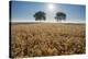 Trees in wheat field with sun in summer, Wuerzburg, Franconia, Bavaria, Germany-Raimund Linke-Stretched Canvas