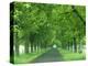 Trees Line Rural Road Near Orcival in the Auvergne, France-Michael Busselle-Premier Image Canvas