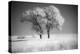 Trees of the Flint Hills in black and white infrared-Michael Scheufler-Premier Image Canvas