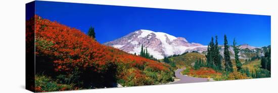 Trees on a Hill, Mt Rainier, Mount Rainier National Park, Pierce County, Washington State, USA-null-Premier Image Canvas