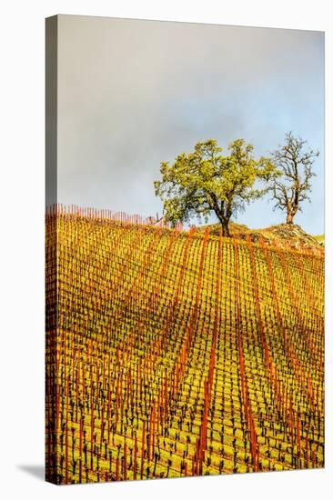 Trees On A Hill With A Trellised Vineyard In Healdsburg, California-Ron Koeberer-Stretched Canvas