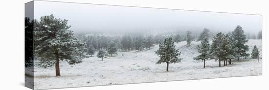 Trees on a snow covered landscape along Trail Ridge Road, Estes Park, Rocky Mountain National Pa...-null-Premier Image Canvas