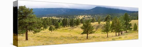 Trees on landscape along Trail Ridge Road, Estes Park, Rocky Mountain National Park, Colorado, USA-null-Premier Image Canvas