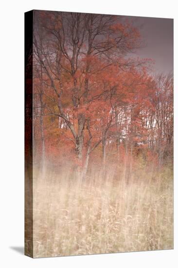 Trees on Wind 1-Moises Levy-Premier Image Canvas