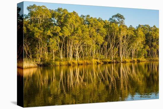 Trees reflected in the Noosa River, Cooloola National Park, Queensland, Australia-Mark A Johnson-Premier Image Canvas