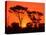 Trees Silhouetted by Dramatic Sunset, South Africa-Claudia Adams-Premier Image Canvas