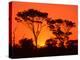 Trees Silhouetted by Dramatic Sunset, South Africa-Claudia Adams-Premier Image Canvas