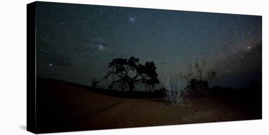 Trees under a Starry Sky at Night Namib-Naukluft National Park-Alex Saberi-Premier Image Canvas