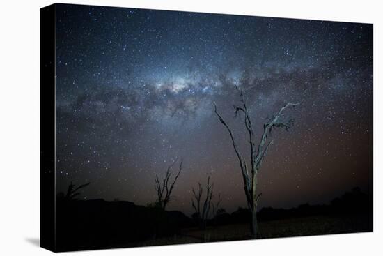 Trees under a Starry Sky, with the Milky Way in the Namib Desert, Namibia-Alex Saberi-Premier Image Canvas