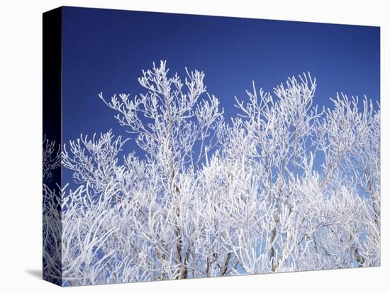 Trees white with frost, blue background, Hokkaido prefecture, Japan-null-Premier Image Canvas