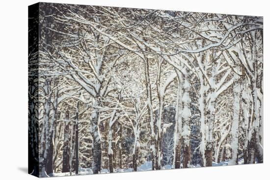 Trees, winter-Jule Leibnitz-Premier Image Canvas