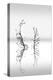 Trees With Birds 2-George Digalakis-Premier Image Canvas