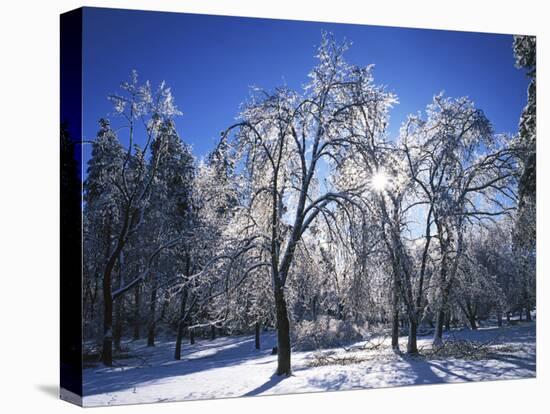 Trees with ice, Spokane County, Washington, USA-Charles Gurche-Premier Image Canvas