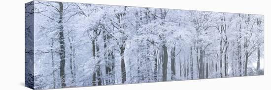 Trees with Snow and Frost, Nr Wotton, Glos, Uk-Peter Adams-Premier Image Canvas